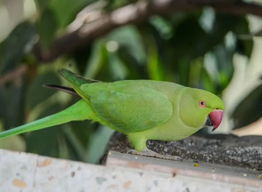 FAQ sur l'élevage responsable des animaux domestiques