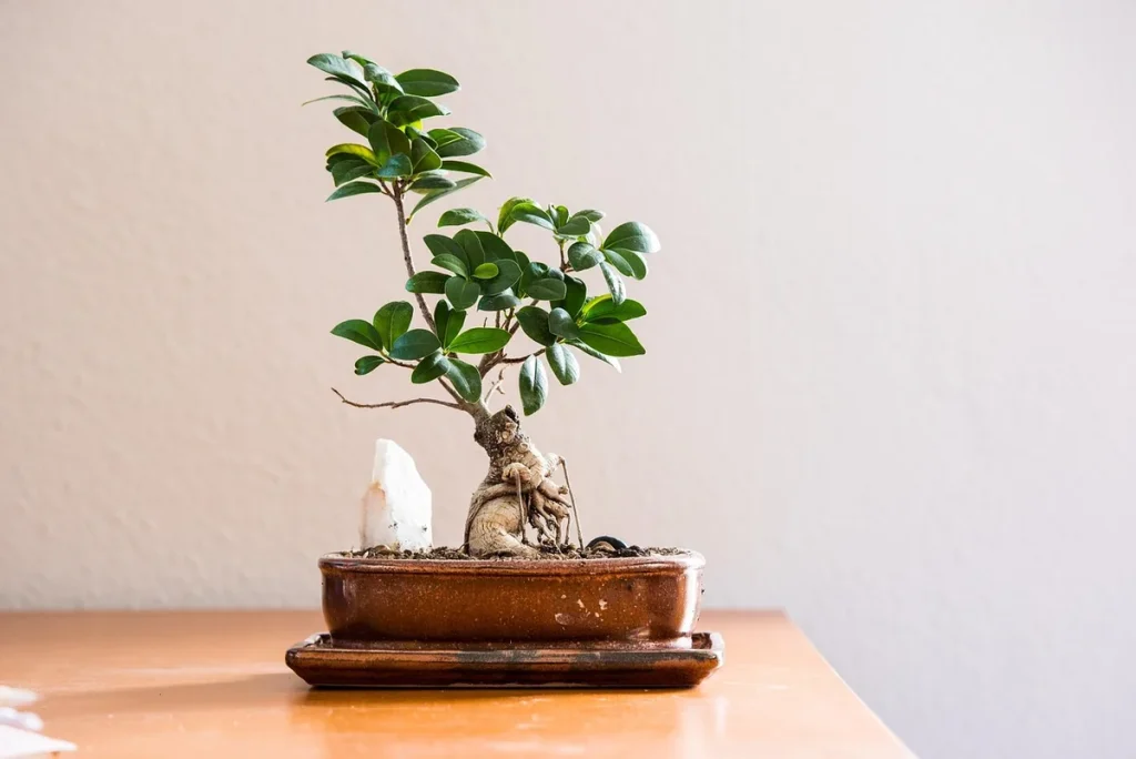 Prendre soin du Solnive Ficus : guide complet pour votre intérieur